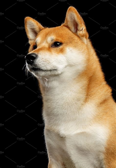 shiba inu photography|16,300+ Shiba Inu Stock Photos, Pictures & Royalty。